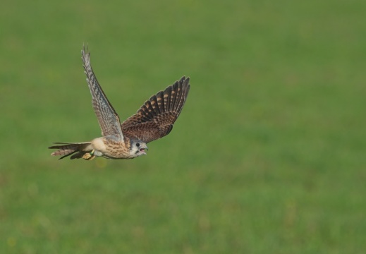 2026 Roofvogels043