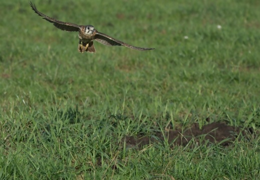 2026 Roofvogels044