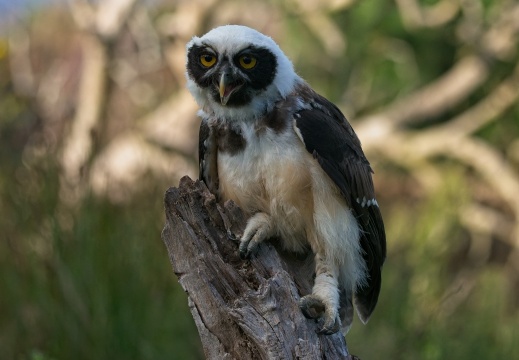 2026 Roofvogels045