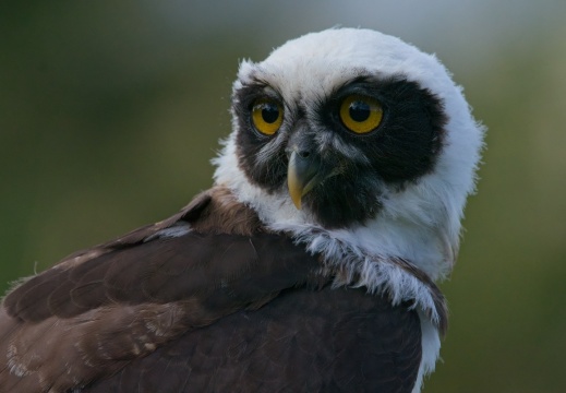 2026 Roofvogels046