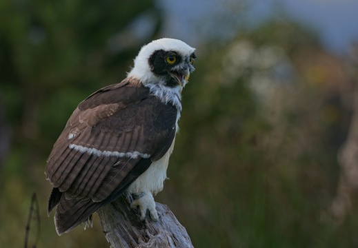 2026 Roofvogels047