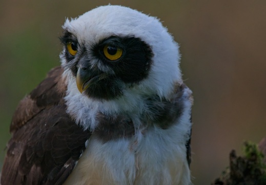 2026 Roofvogels049