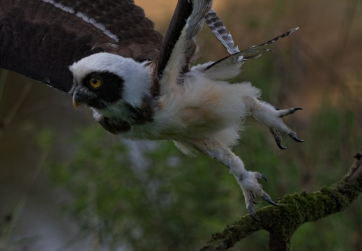 2026 Roofvogels050