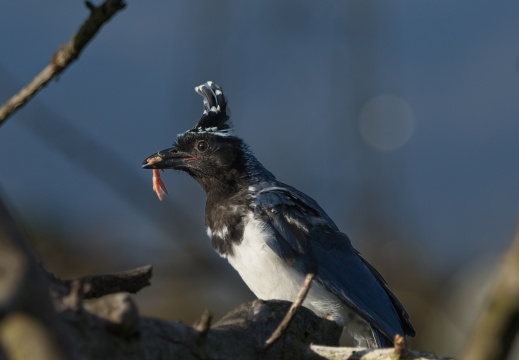 2026 Roofvogels055