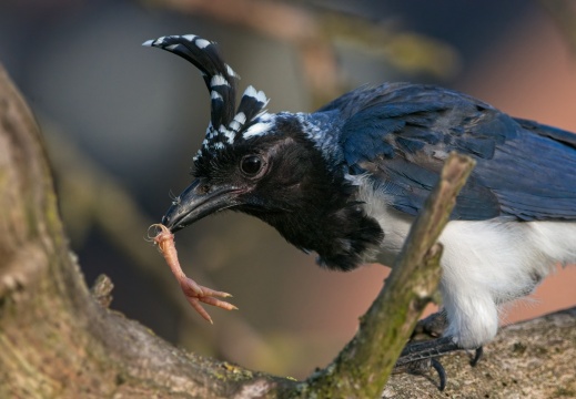2026 Roofvogels056