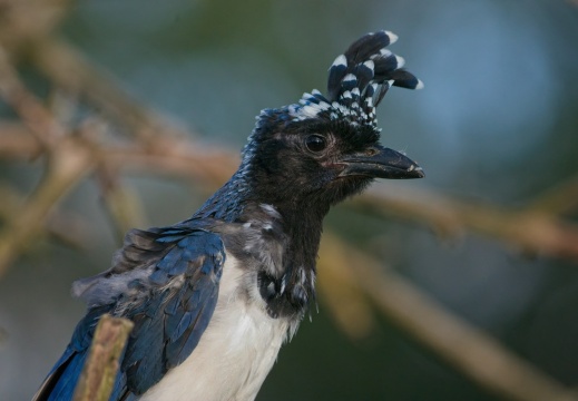 2026 Roofvogels057
