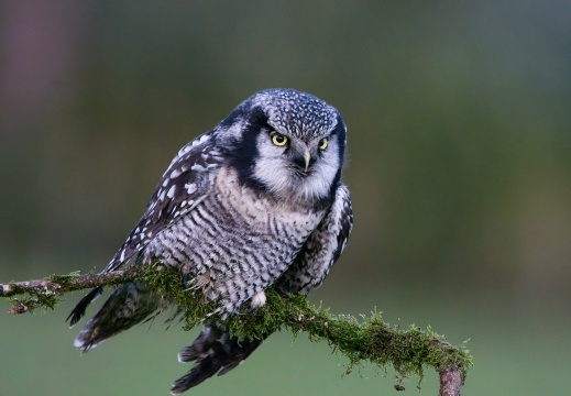 2026 Roofvogels064