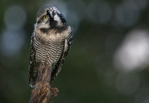 2026 Roofvogels065