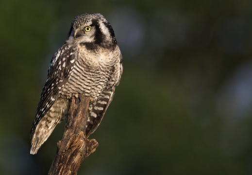 2026 Roofvogels066