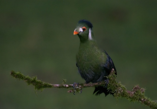 2026 Roofvogels067