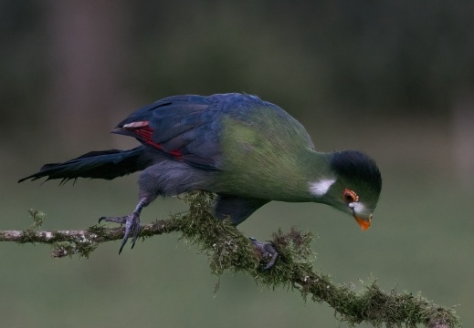 2026 Roofvogels068