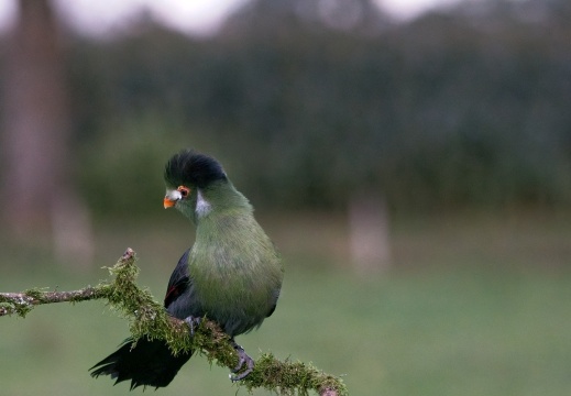 2026 Roofvogels069