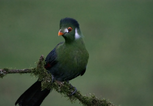 2026 Roofvogels072