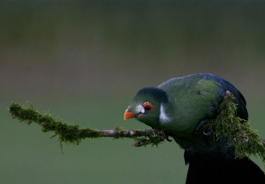 2026 Roofvogels074