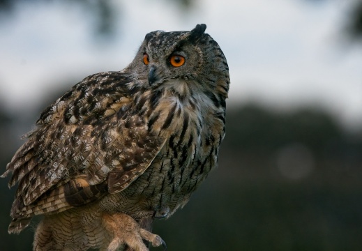 2026 Roofvogels075