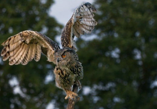 2026 Roofvogels076