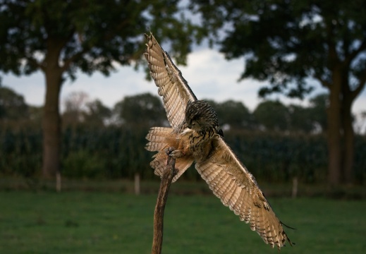 2026 Roofvogels077