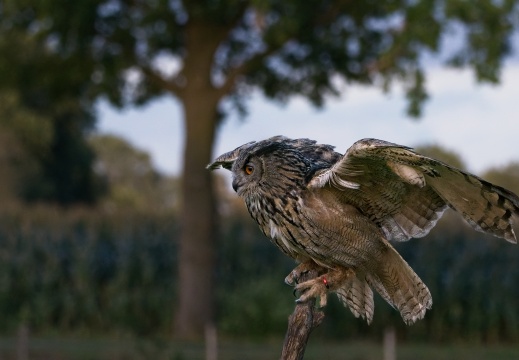 2026 Roofvogels079