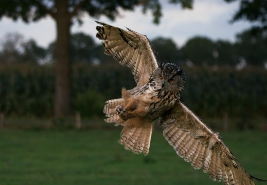 2026 Roofvogels080
