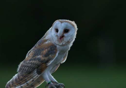 2026 Roofvogels084
