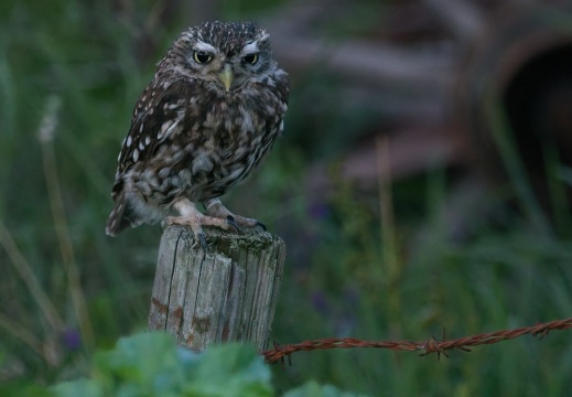 2026 Roofvogels089