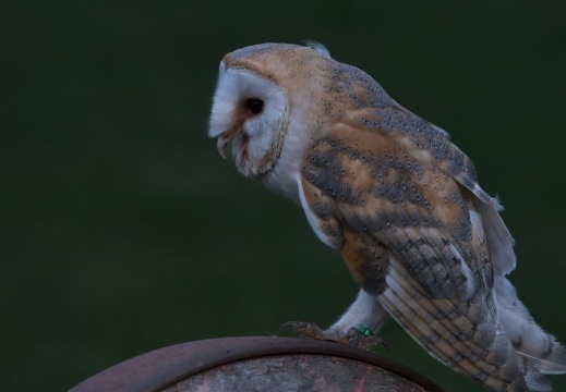 2026 Roofvogels091
