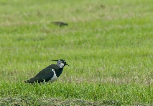 2020405 Weerribben00