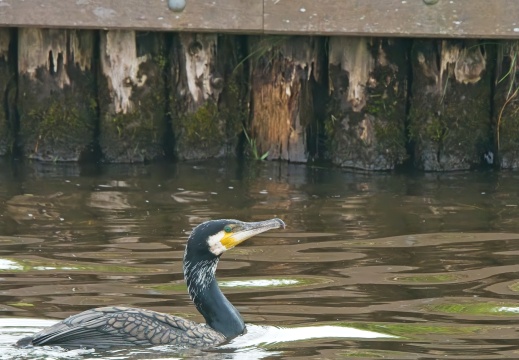 2020405 Weerribben01