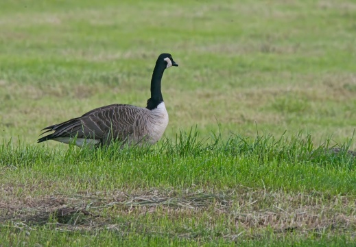 2020405 Weerribben02