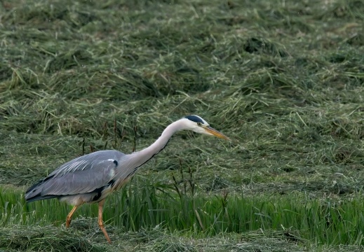 2020405 Weerribben03