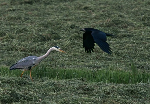 2020405 Weerribben04