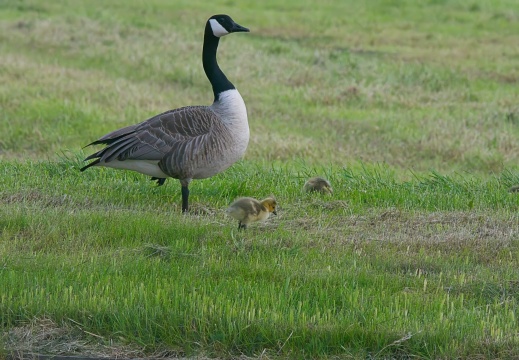 2020405 Weerribben05