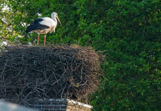 2020405 Weerribben06