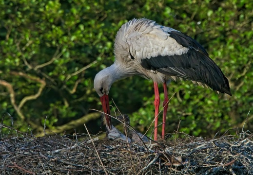 2020405 Weerribben08