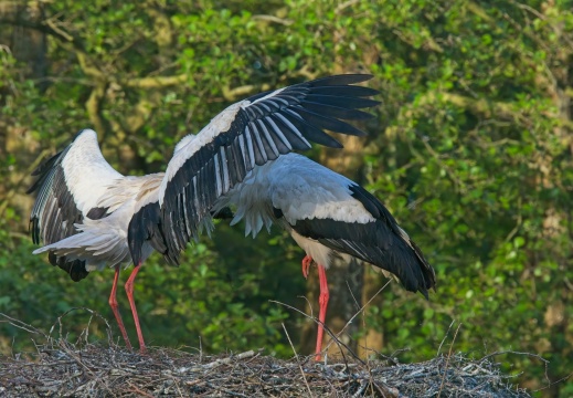 2020405 Weerribben09