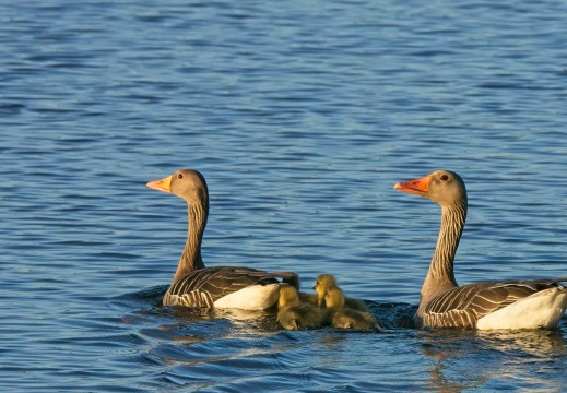 2020405 Weerribben10