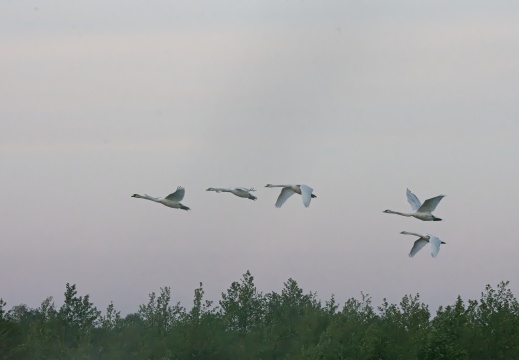 2020405 Weerribben11