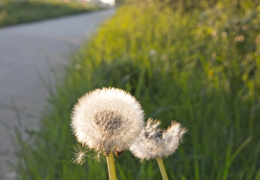 2020405 Weerribben12