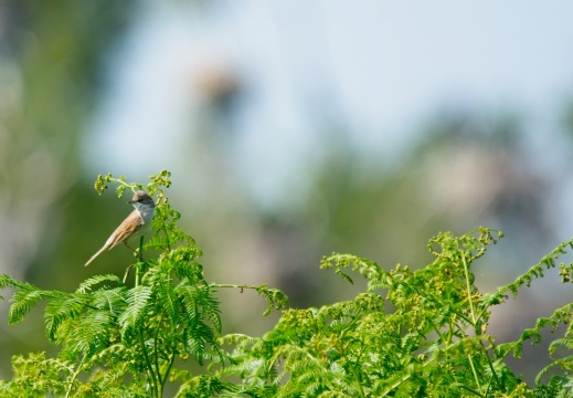 NatuurVak 202506002
