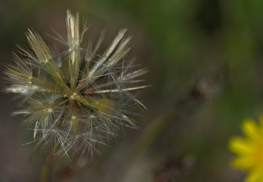 NatuurVak 202506003