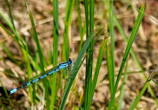 NatuurVak 202506004
