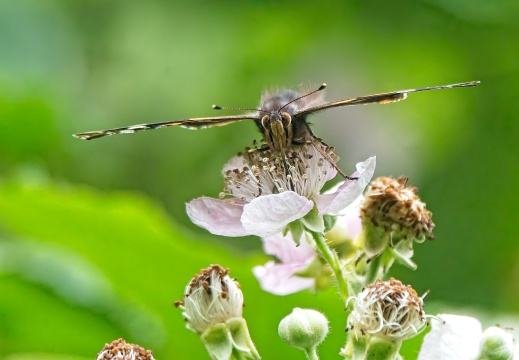 NatuurVak 202506009