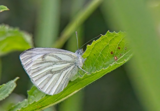 NatuurVak 202506010