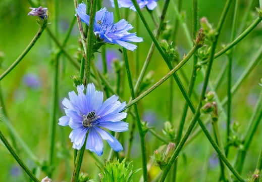 NatuurVak 202506011