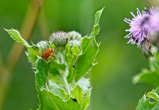 NatuurVak 202506013