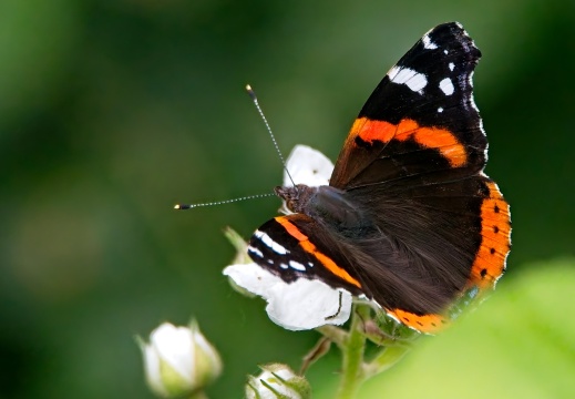 NatuurVak 202506014