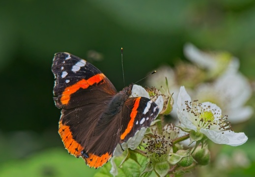 NatuurVak 202506015
