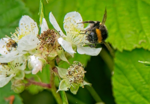 NatuurVak 202506016