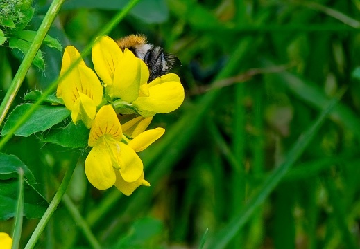 NatuurVak 202506018