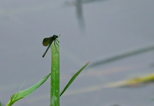 NatuurVak 202506019